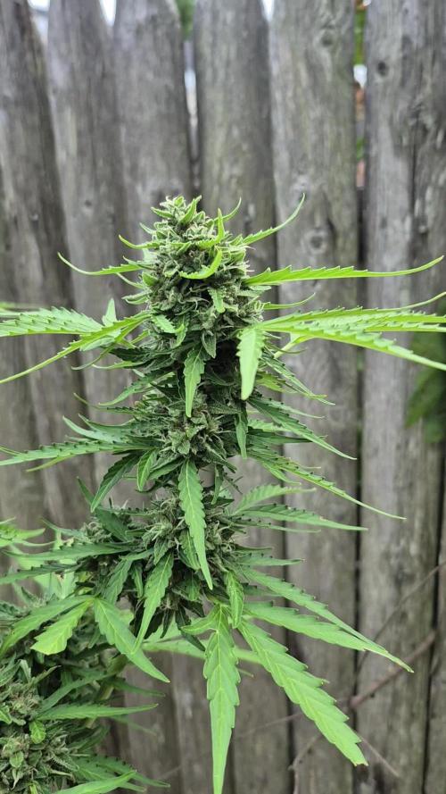 First grow