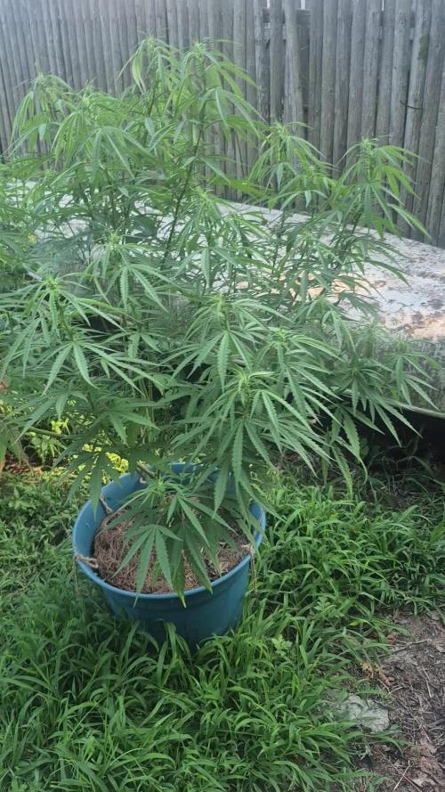 First grow