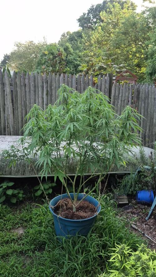 First grow