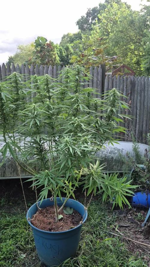 First grow