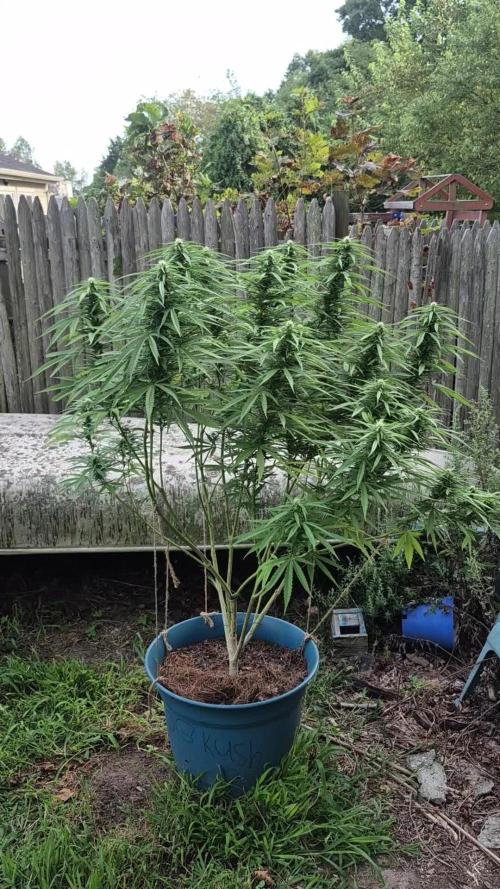 First grow