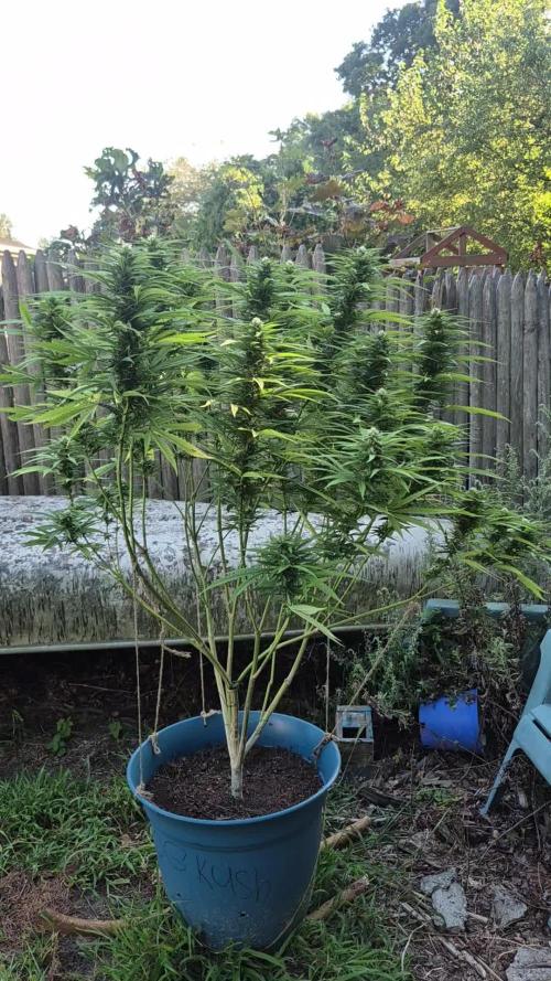 First grow