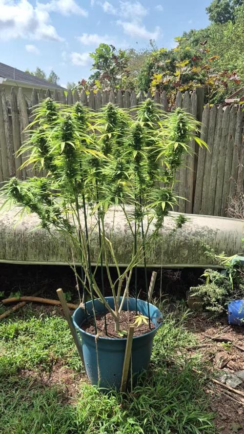First grow