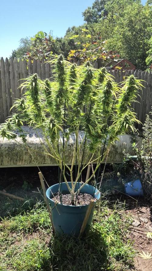 First grow