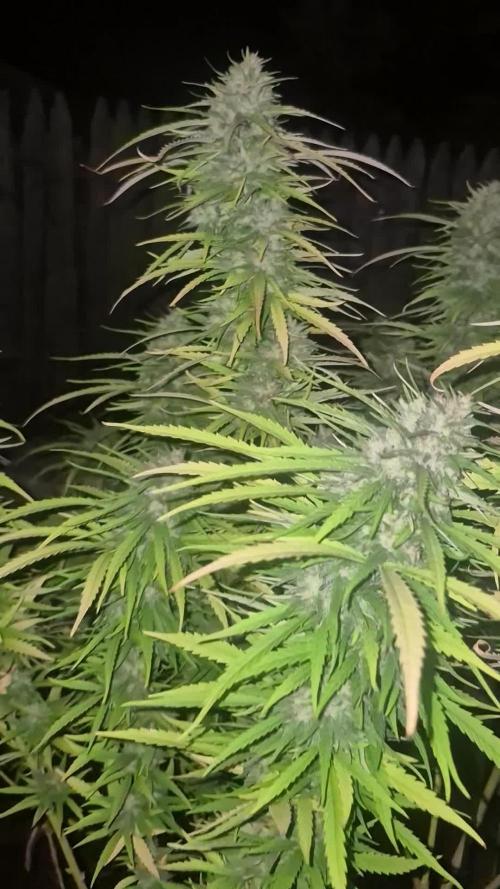 First grow