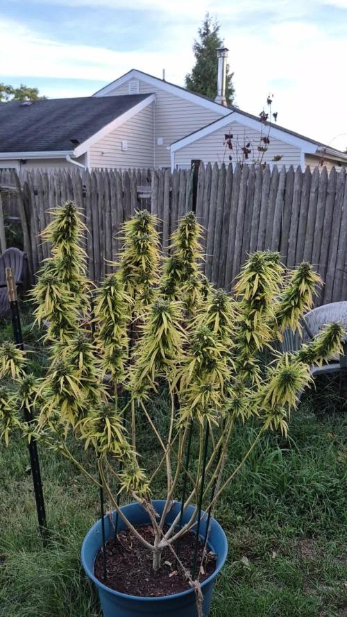 First grow