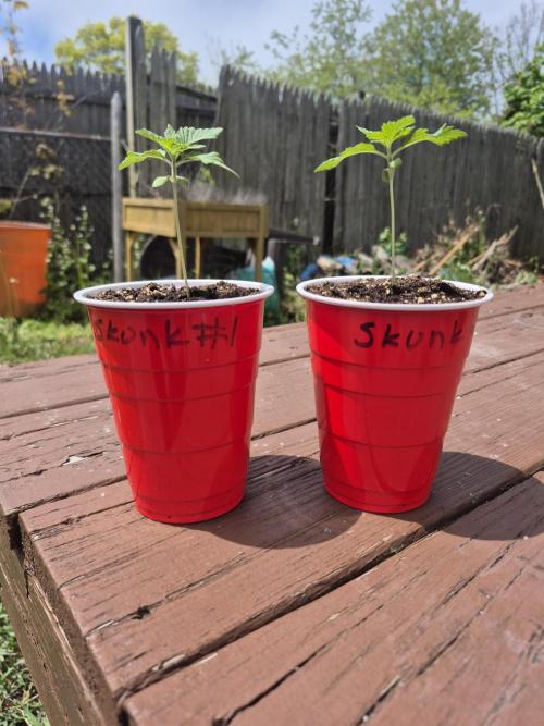 Spring 26. Week 1