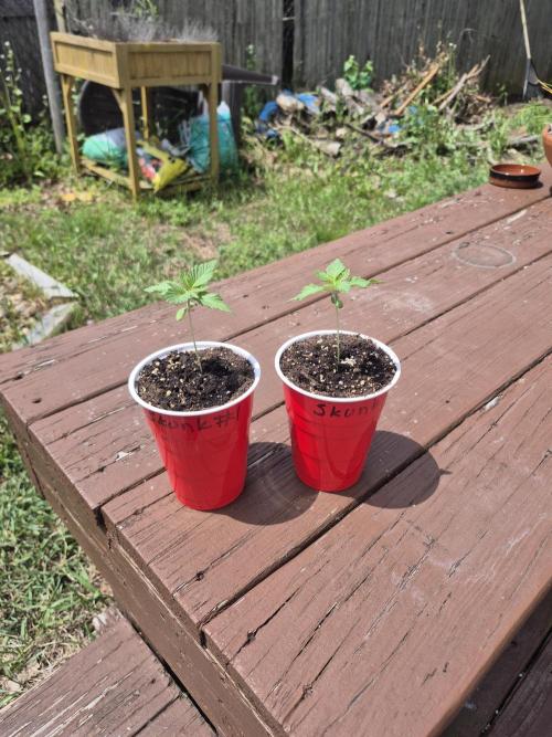 Spring 26. Week 1