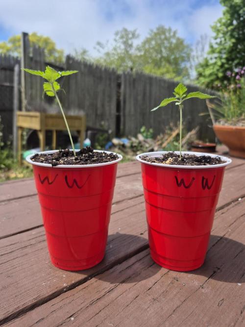 Spring 26. Week 1