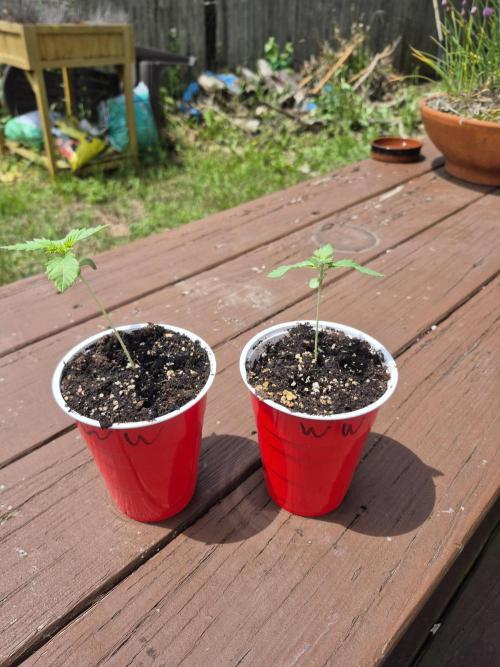 Spring 26. Week 1
