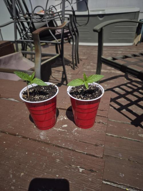 Purp haze 2026. Week 2