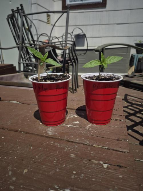 Purp haze 2026. Week 2