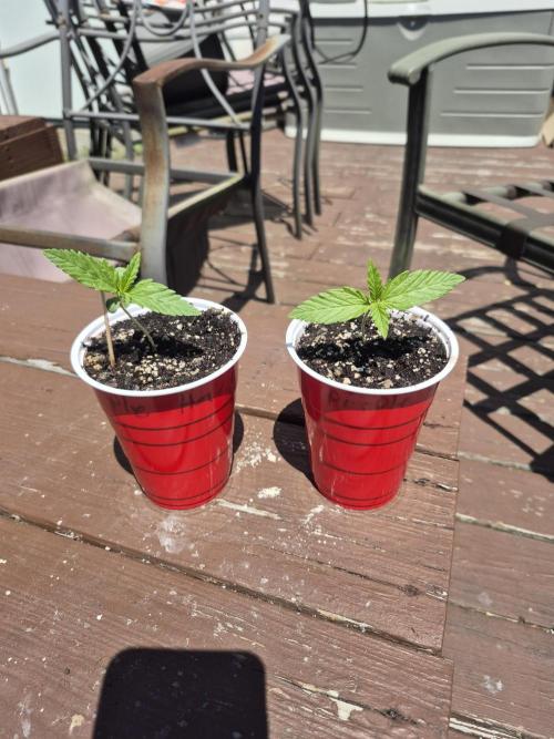 Purp haze 2026. Week 2