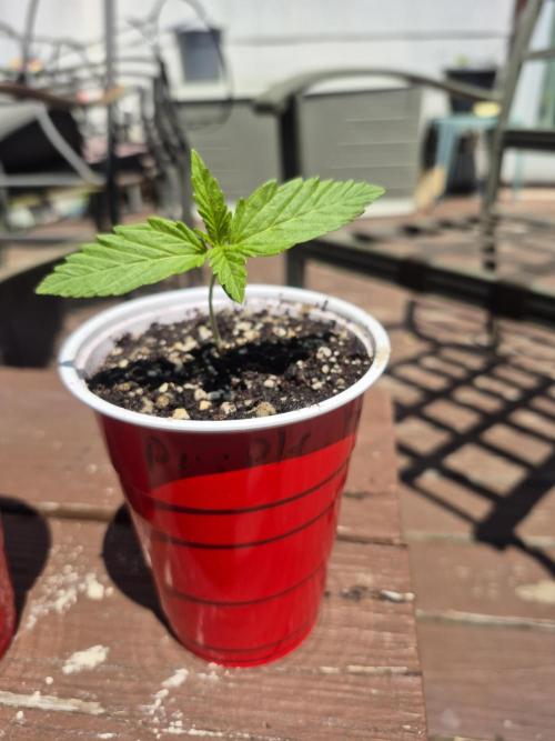Purp haze 2026. Week 2