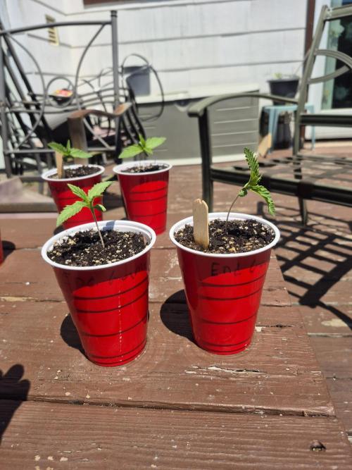 Spring 26. Week 2