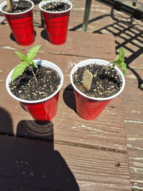 Spring 26. Week 2