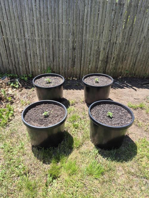Spring 26. Week 2