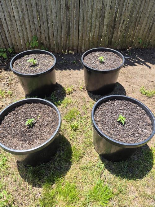 Spring 26. Week 2
