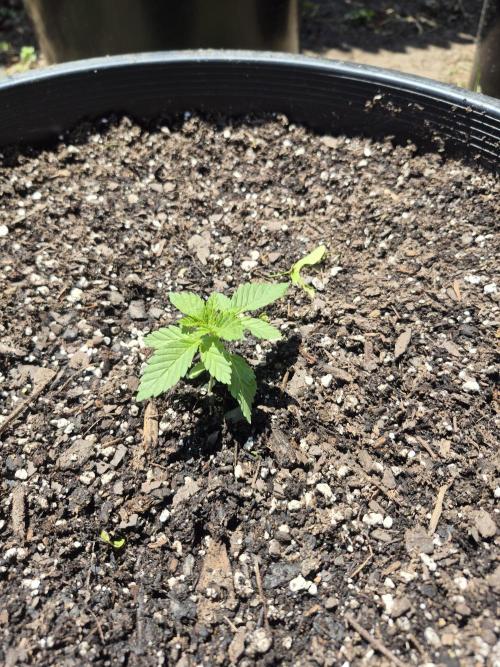 Spring 26. Week 2