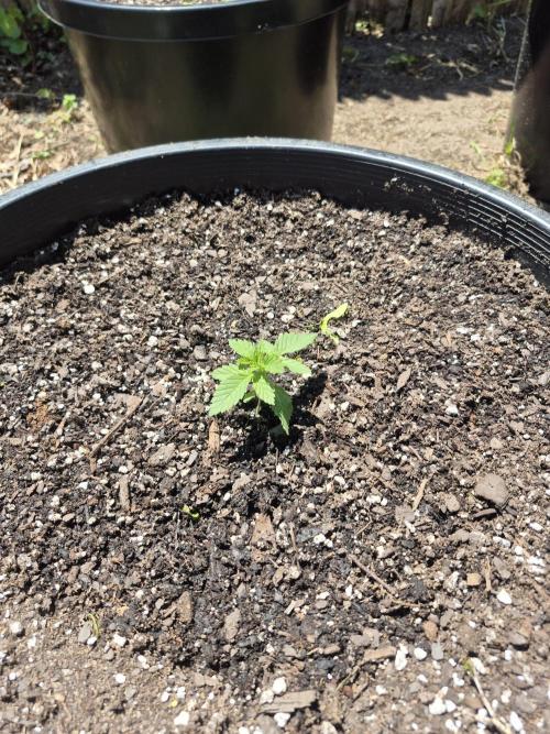 Spring 26. Week 2