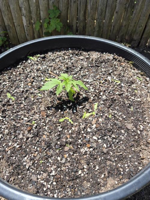 Spring 26. Week 2