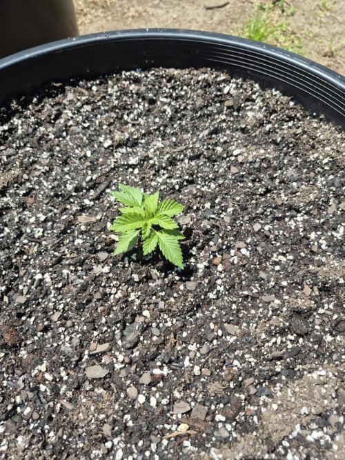 Spring 26. Week 2