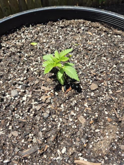 Spring 26. Week 2