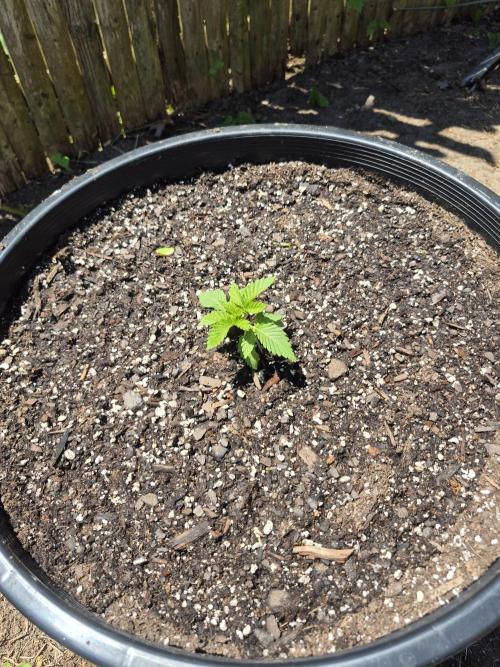 Spring 26. Week 2