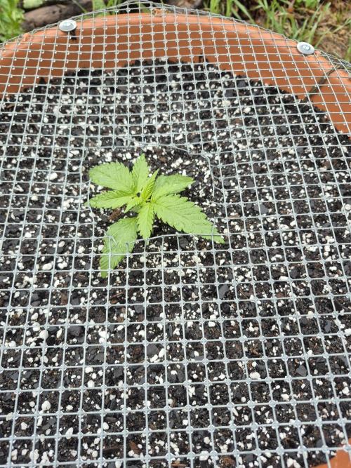Purp haze 2026. Week 3