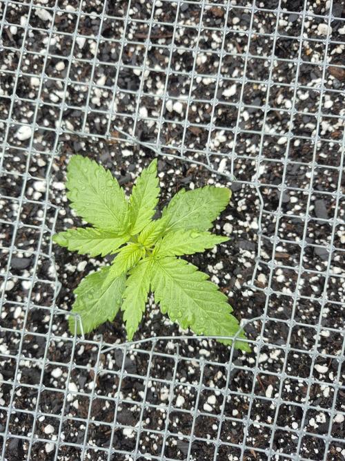 Purp haze 2026. Week 3