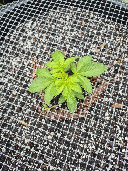 Spring 26. Week 3