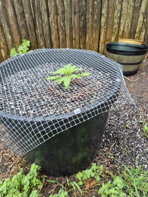 Spring 26. Week 3
