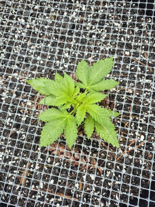 Spring 26. Week 3
