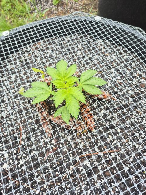 Spring 26. Week 3