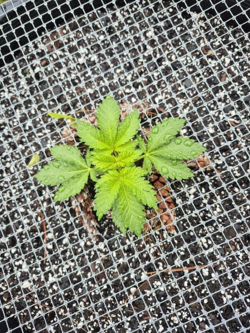 Spring 26. Week 3