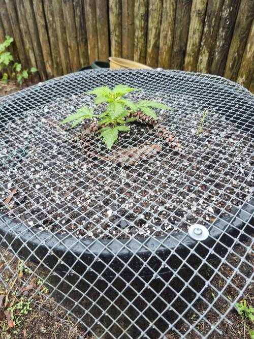 Spring 26. Week 3