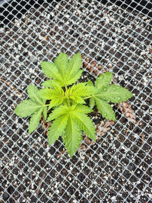 Spring 26. Week 3