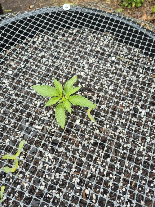 Spring 26. Week 3
