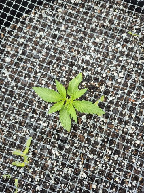 Spring 26. Week 3