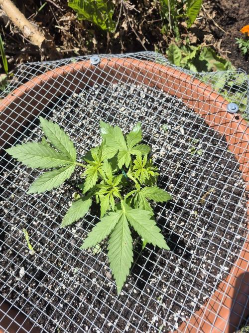 Purp haze 2026. Week 4