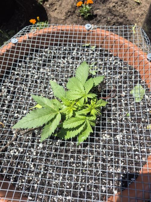 Purp haze 2026. Week 4