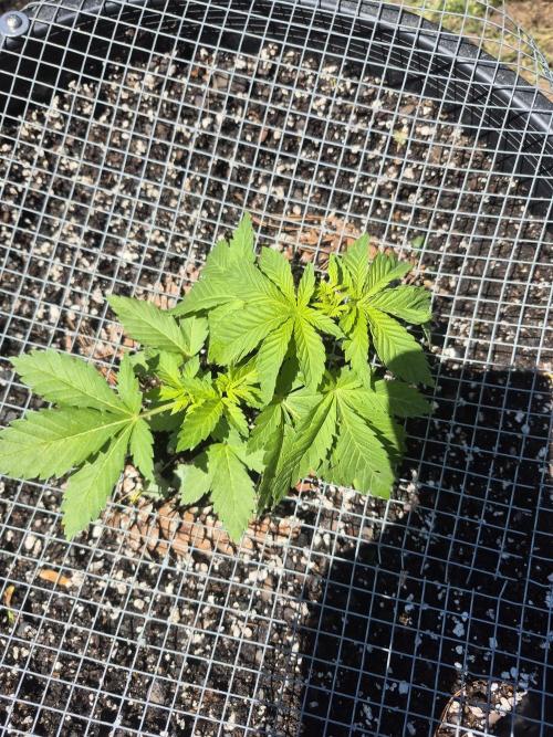 Spring 26. Week 4