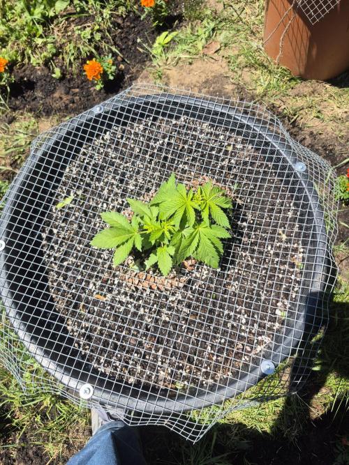 Spring 26. Week 4