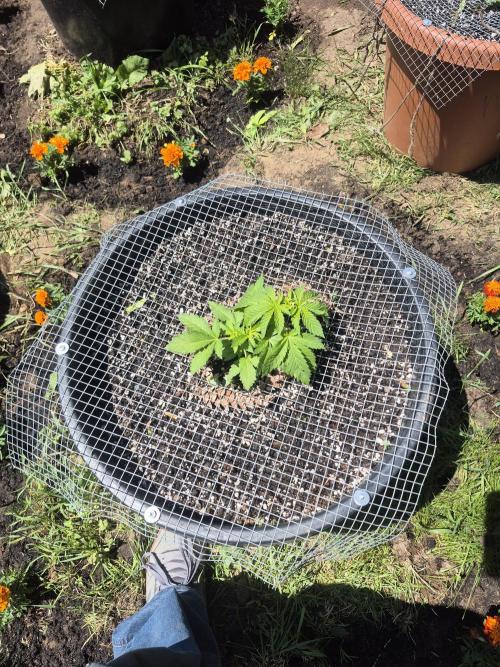 Spring 26. Week 4