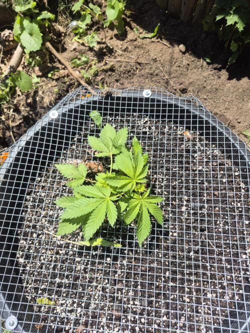 Spring 26. Week 4