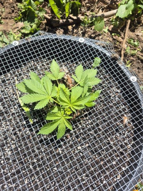 Spring 26. Week 4