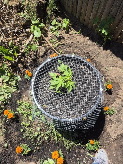 Spring 26. Week 4