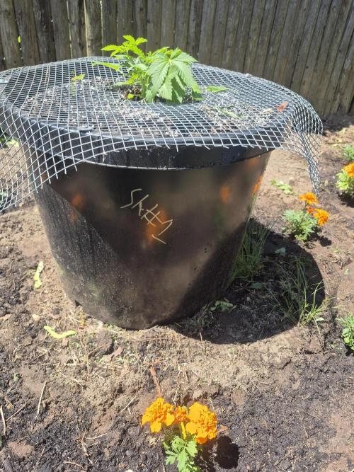 Spring 26. Week 4