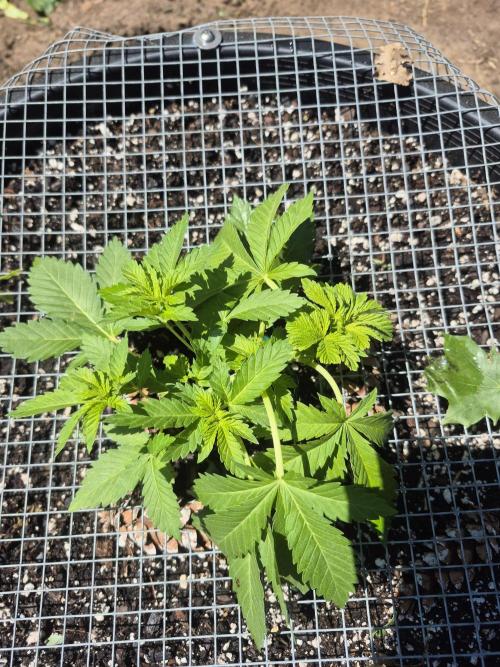 Spring 26. Week 4
