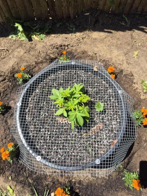 Spring 26. Week 4
